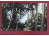 Ταξιδεμένο - Τα παλαιότερα δέντρα του Αγιάσματος