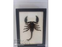 Prepared scorpion in a 20cm frame