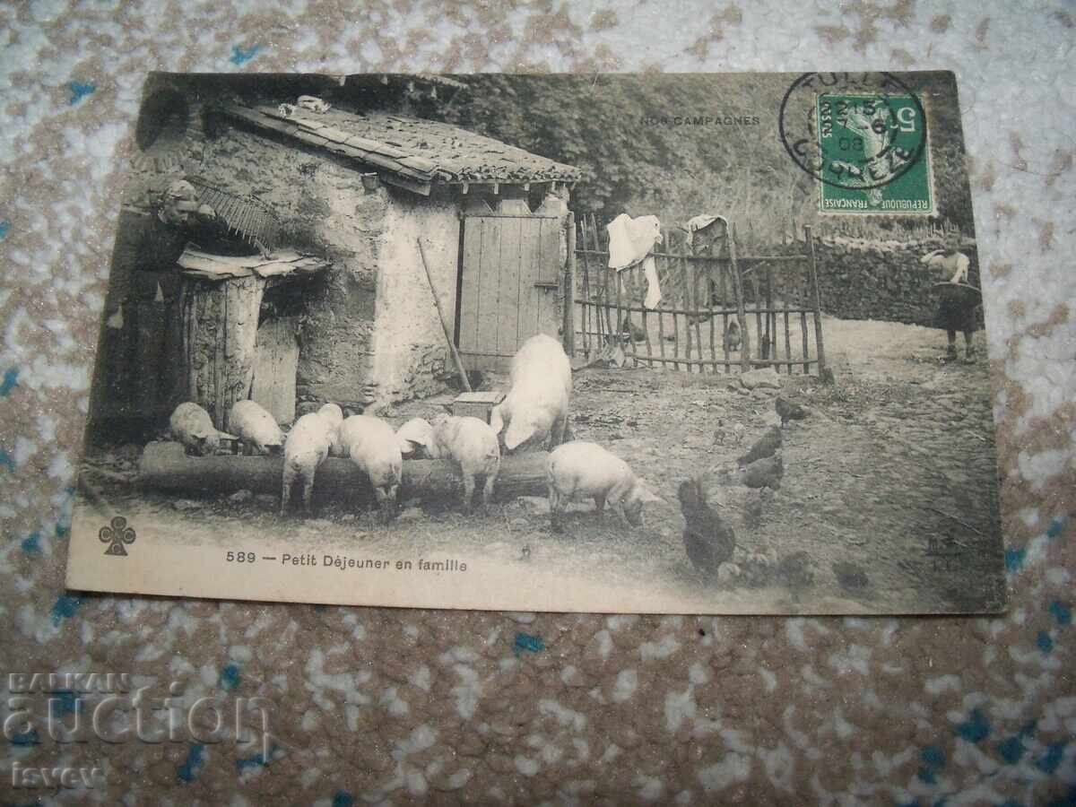 Аукцион Стара френска пощенска картичка, прасета и кокошки 1908г.