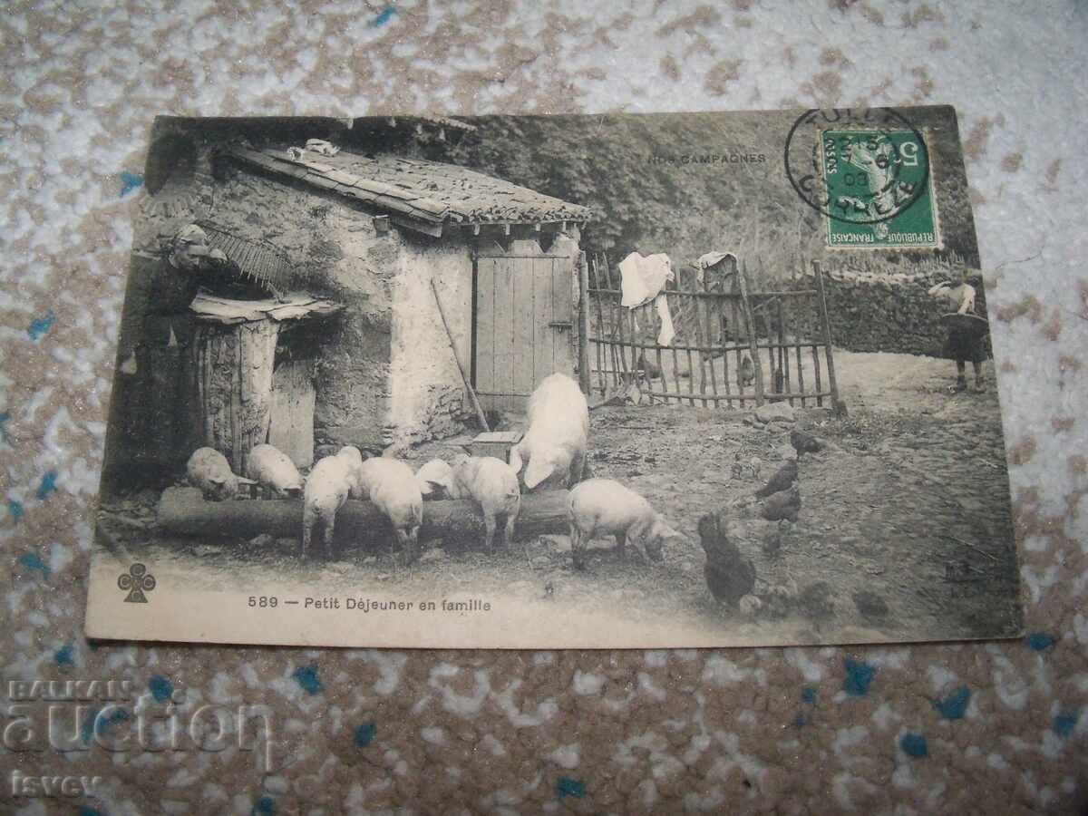 Стара френска пощенска картичка, прасета и кокошки 1908г.