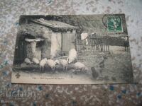 Стара френска пощенска картичка, прасета и кокошки 1908г.