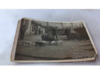 Photo of Pigs in the Yard of a Village House