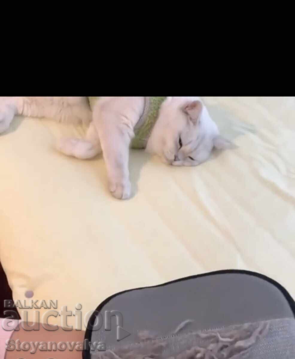 Glove for cleaning fur - for furniture, clothes and car - 6 Glove for cleaning fur - for furniture, clothes and car - 6