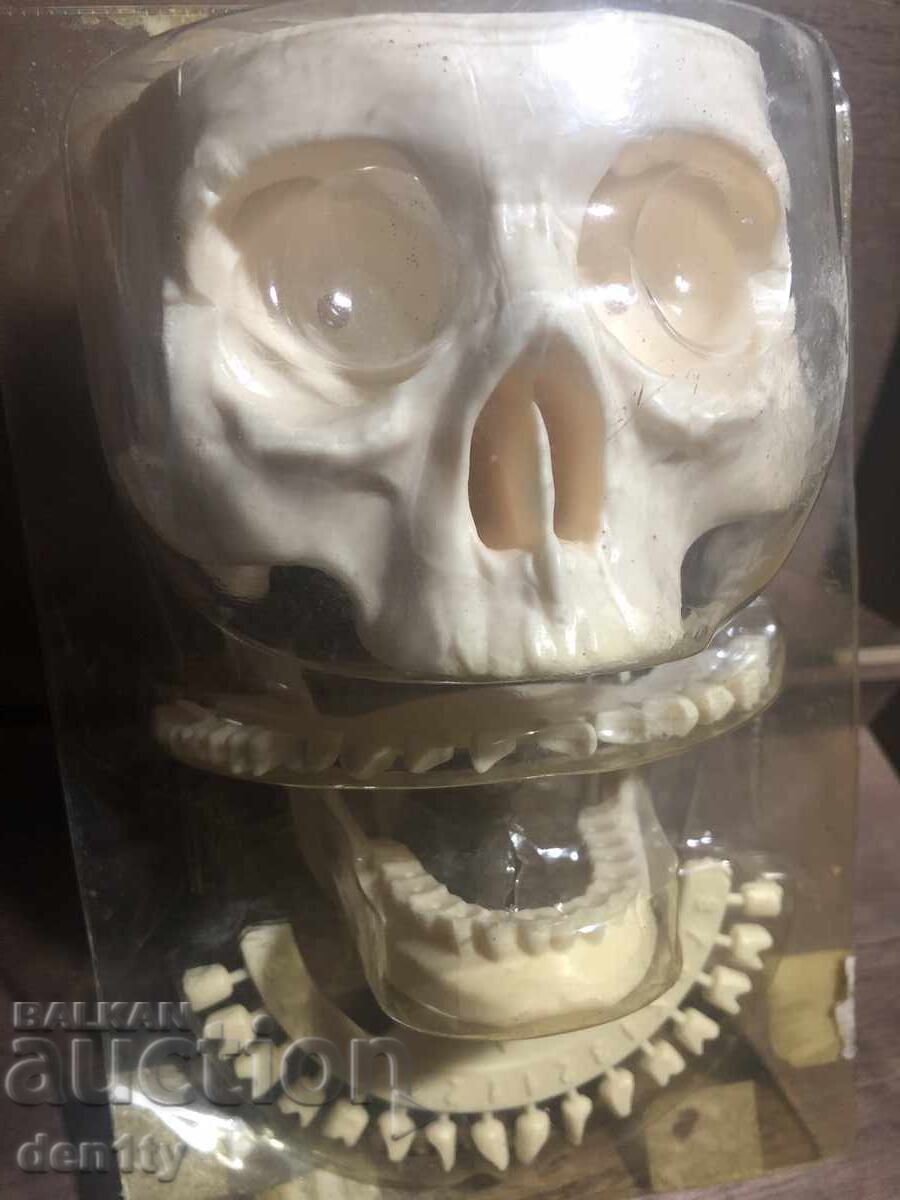 пластмасов модел на човешки череп със зъби с цена 20.00 лв. | € 10.23