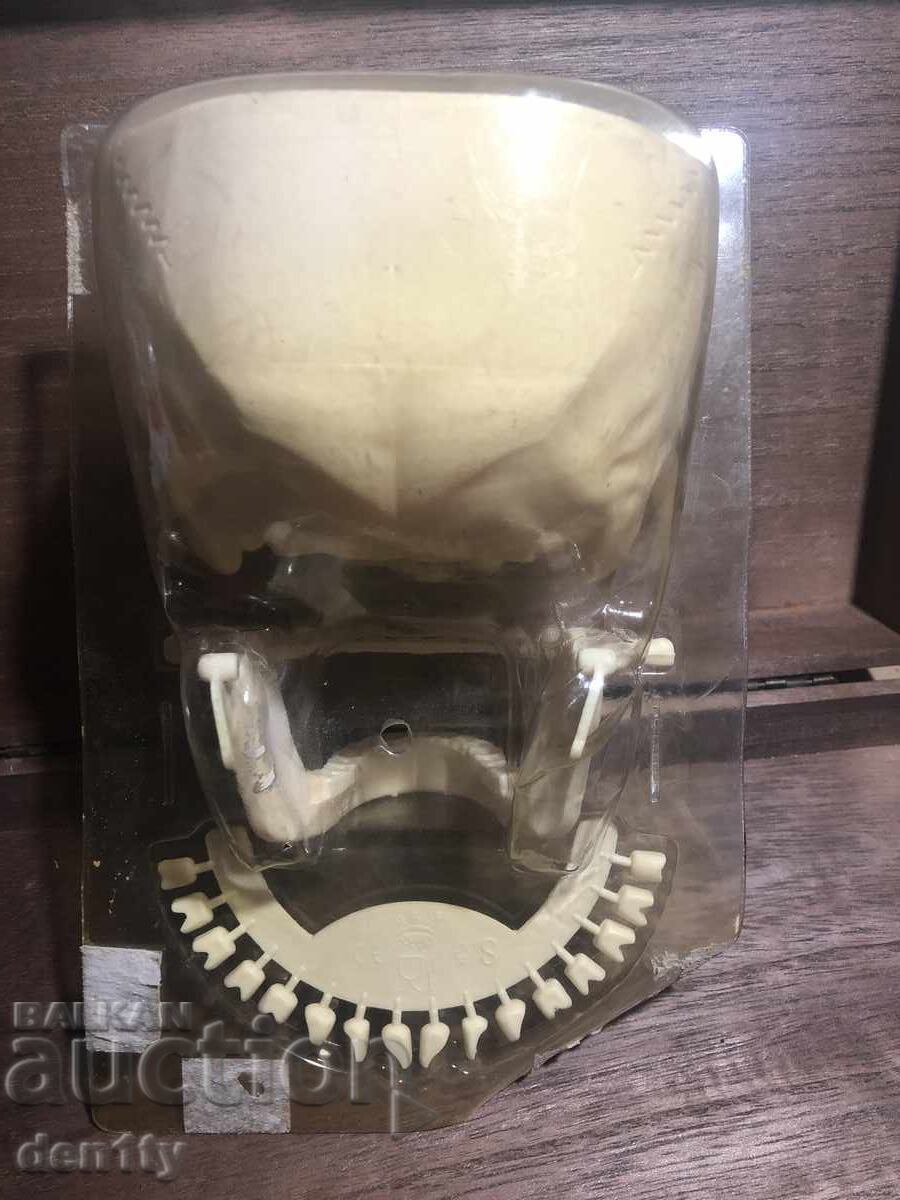 Доставка на пластмасов модел на човешки череп със зъби