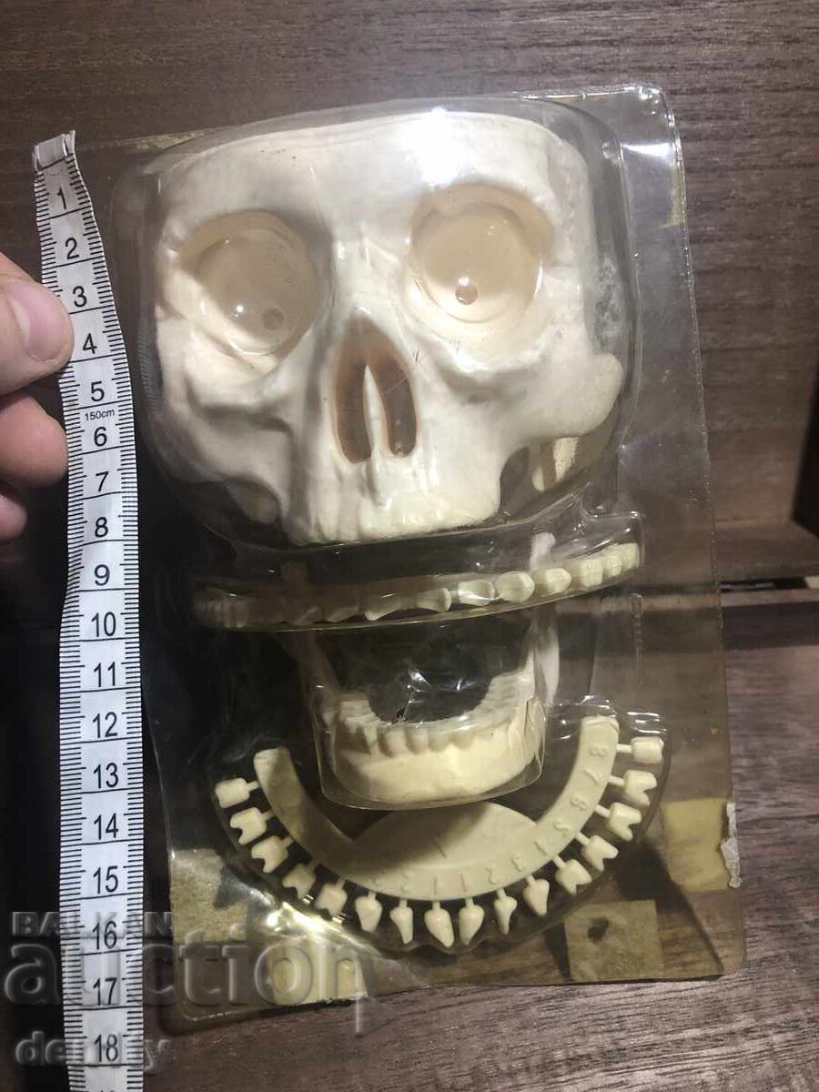 пластмасов модел на човешки череп със зъби