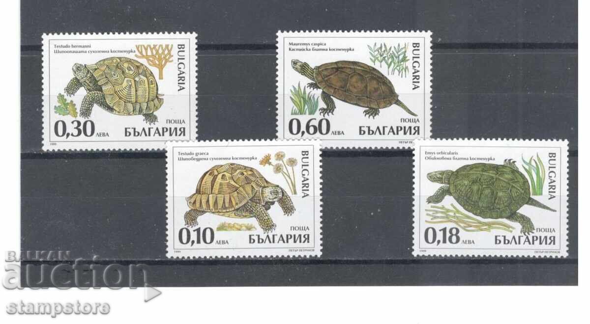 Turtles