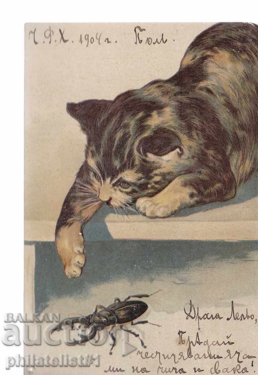 CAT AND BEETLE OK. 1904