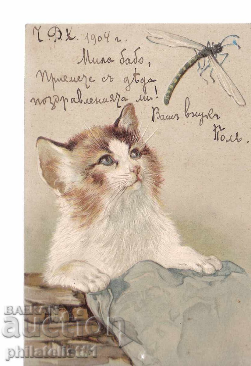 Cat and Mosquito OK. 1904