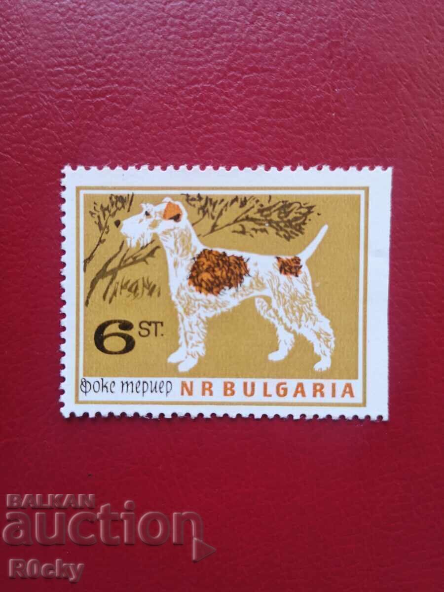 1964 Φοξ τεριέ, περίεργο 1964 Φοξ τεριέ, περίεργο