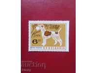 1964 Φοξ τεριέ, περίεργο