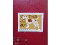 1964 Fox Terrier, Curio