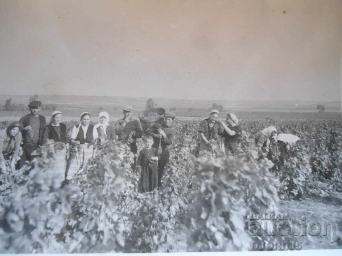 Fotografie veche, 20.X.1949, s. Vinogradeț, La culesul viei
