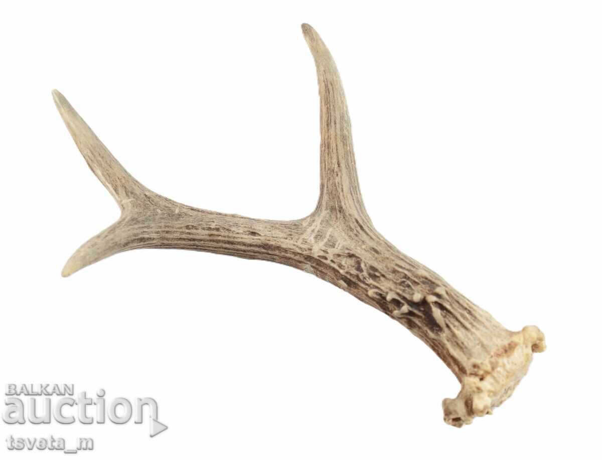 Stag antler for knife handle with price 12.00 BGN | € 6.14