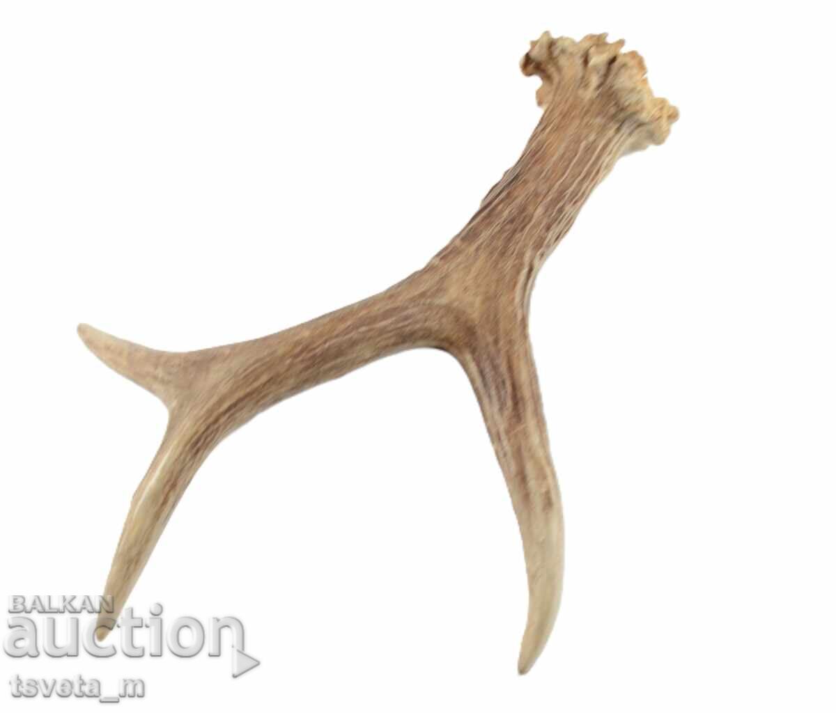 Auction  Stag antler for knife handle