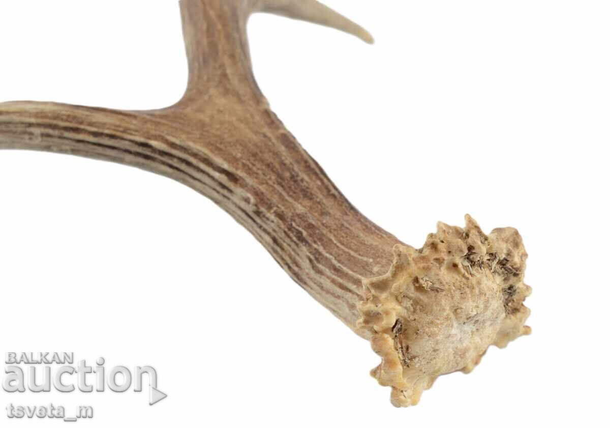 Delivery of Stag antler for knife handle