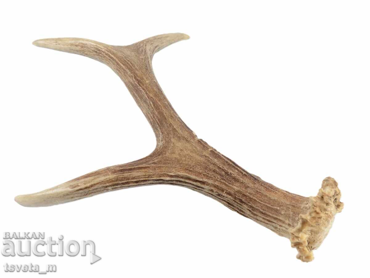 Stag antler for knife handle