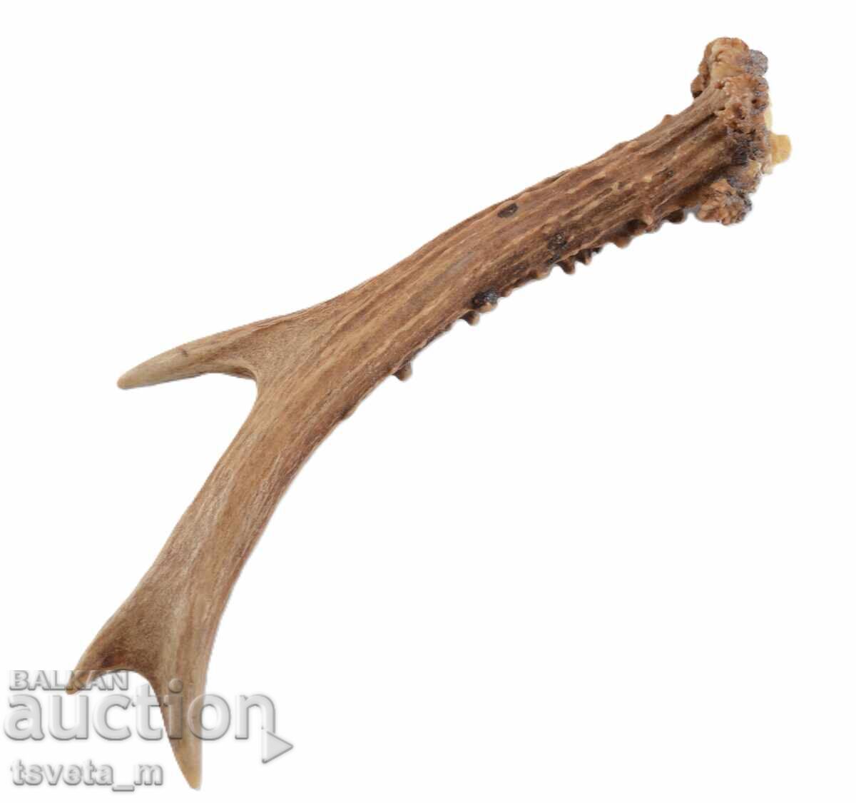 Coarn de cerb pentru mânerul cuțitului cu preț 12.00 BGN | € 6.14