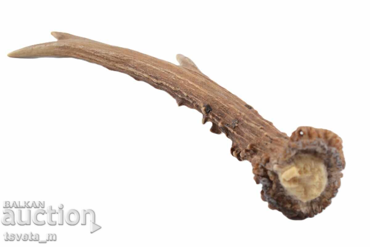 Licitație Coarn de cerb pentru mânerul cuțitului