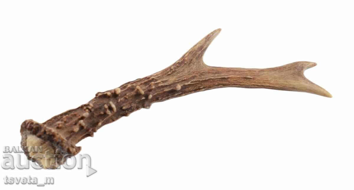 Coarn de cerb pentru mânerul cuțitului