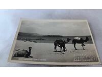 Пощенска картичка Несебър Общ изглед