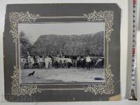 OXEN BUFFALO WAGON DOG PHOTOGRAPHY KINGDOM OF BULGARIA