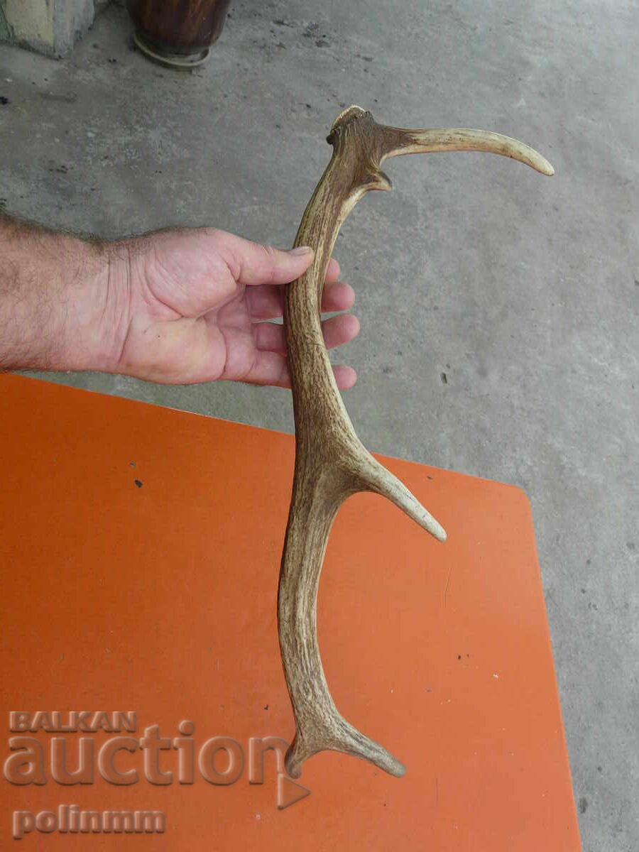 Elephant's horn with price 30.00 BGN | € 15.34 Elephant's horn with price 30.00 BGN | € 15.34