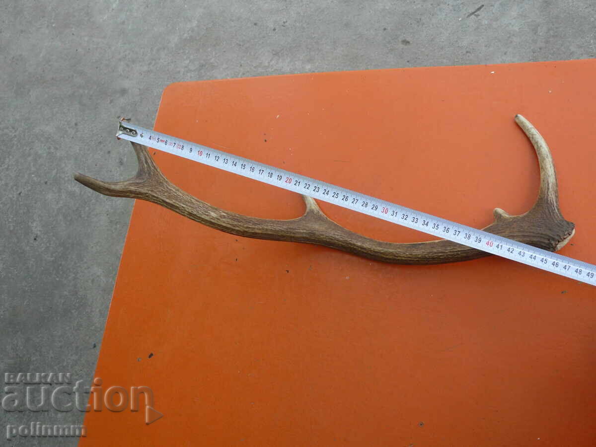 Elephant's horn Elephant's horn