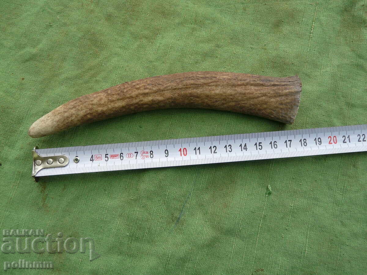 Piece of deer antler for knife handle - 4