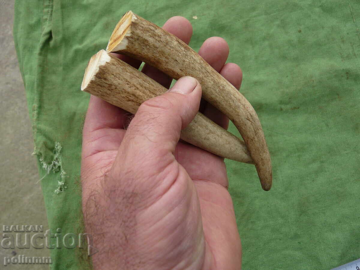 Pieces of deer antler for a jay's handle with price 20.00 BGN | € 10.23 Pieces of deer antler for a jay's handle with price 20.00 BGN | € 10.23