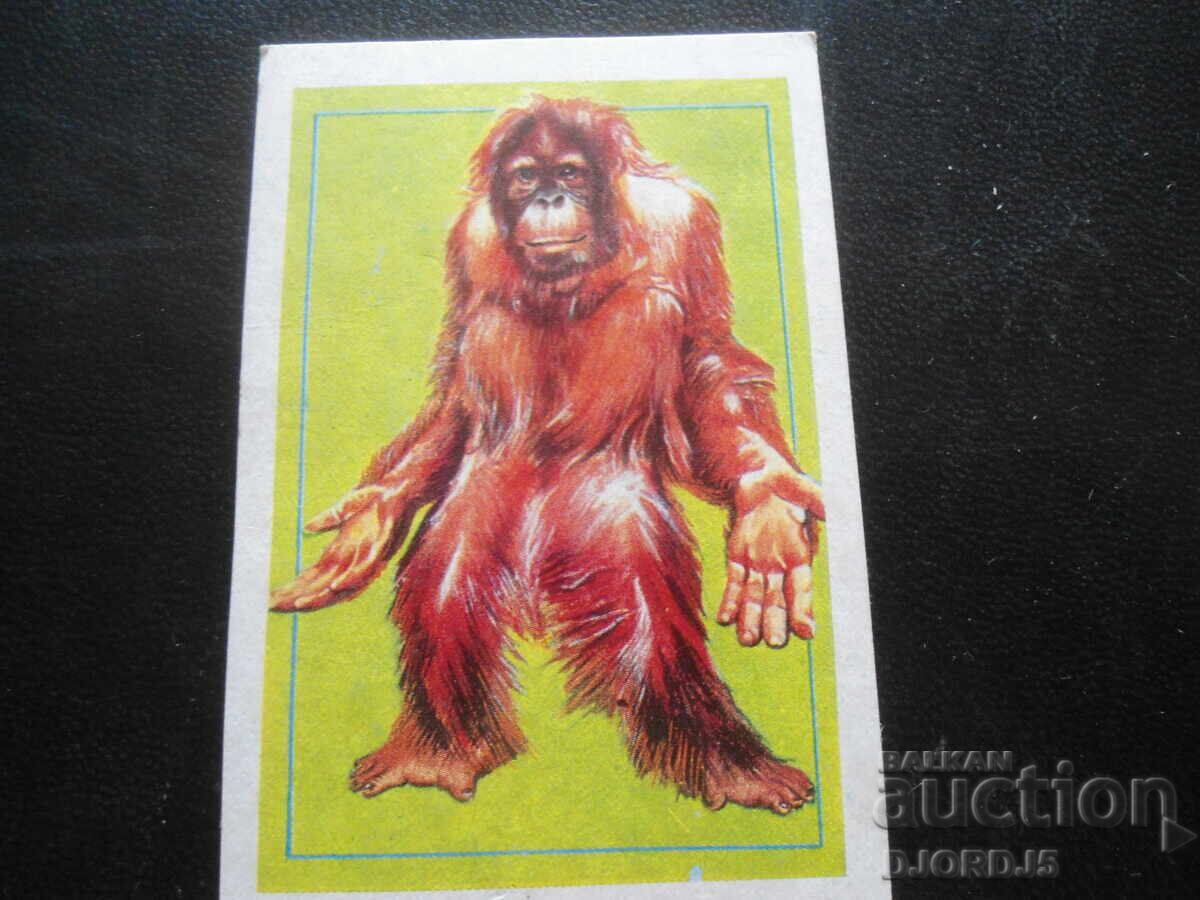 Old calendar, 1988, ORANGUTAN Old calendar, 1988, ORANGUTAN