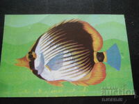 Calendar vechi, 1984, CHAETODON MELANNOTUS VAR