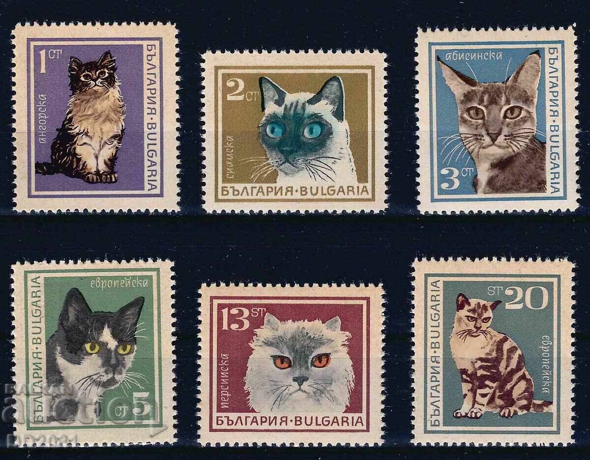 Bulgaria 1967 - cats MNH