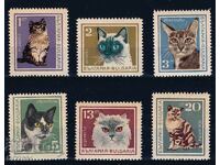 Bulgaria 1967 - cats MNH