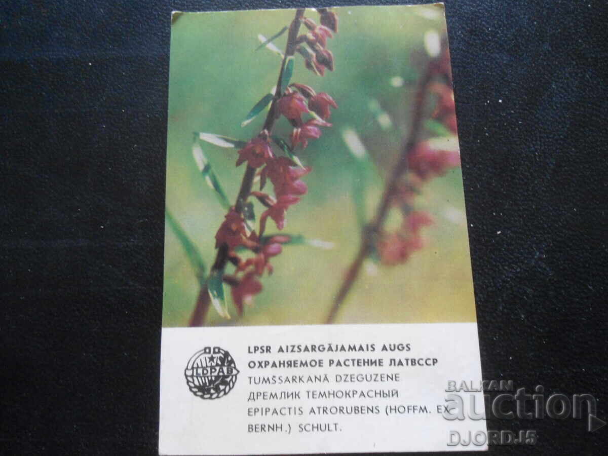 Old Russian calendar, 1984, Dremlyk dark red, Latvian SSR