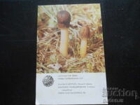 Calendar vechi rusesc, 1986, Gribi, RSS Letonă