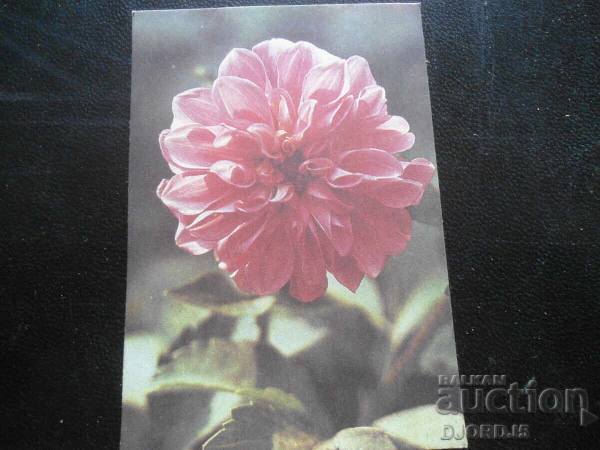 Calendar vechi bulgăresc, 1990, DP "Dunav" Ruse