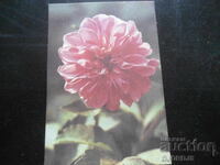 Calendar vechi bulgăresc, 1990, DP "Dunav" Ruse