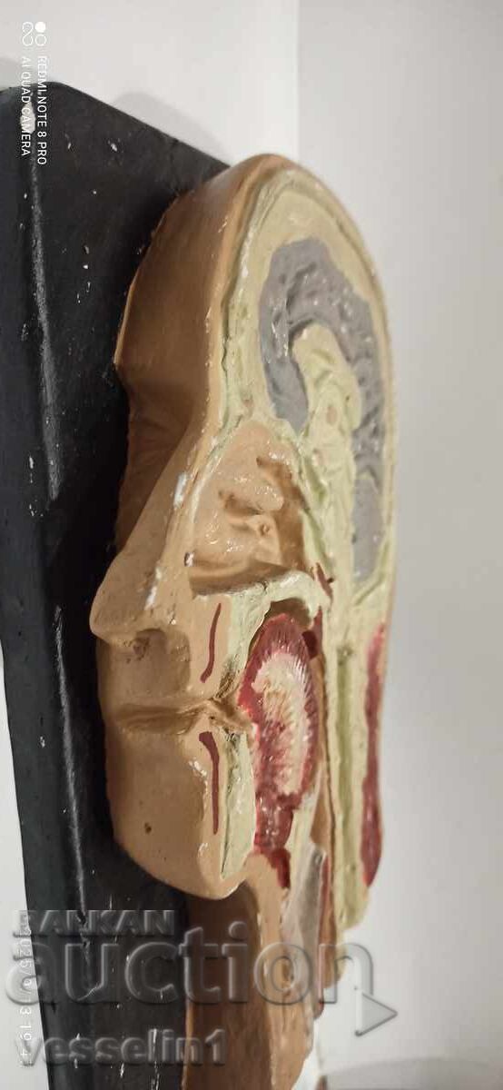 Auction  Old educational model cutaway of a human head, model from the socialist era