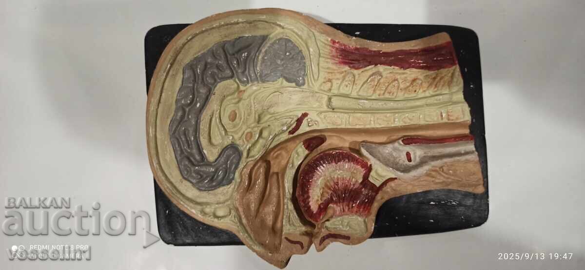 Livrarea Machet vechi de studiu, secțiune transversală a capului uman, model din perioada socialistă Livrarea Machet vechi de studiu, secțiune transversală a capului uman, model din perioada socialistă