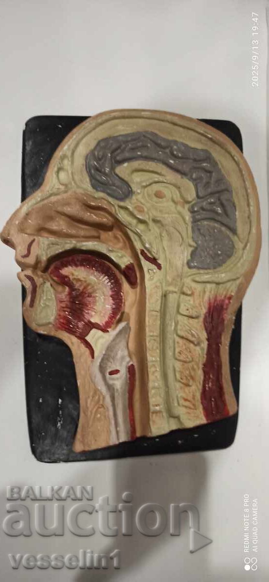 Old educational model cutaway of a human head, model from the socialist era