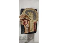 Machet vechi de studiu, secțiune transversală a capului uman, model din perioada socialistă