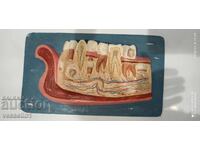 Vechi model didactic de dinți maxilar social