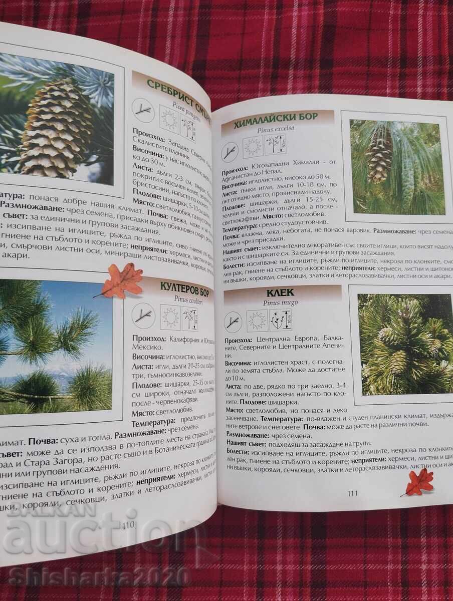 Δημοπρασία Ιδέες για τον Κήπο: Πρακτικός Οδηγός