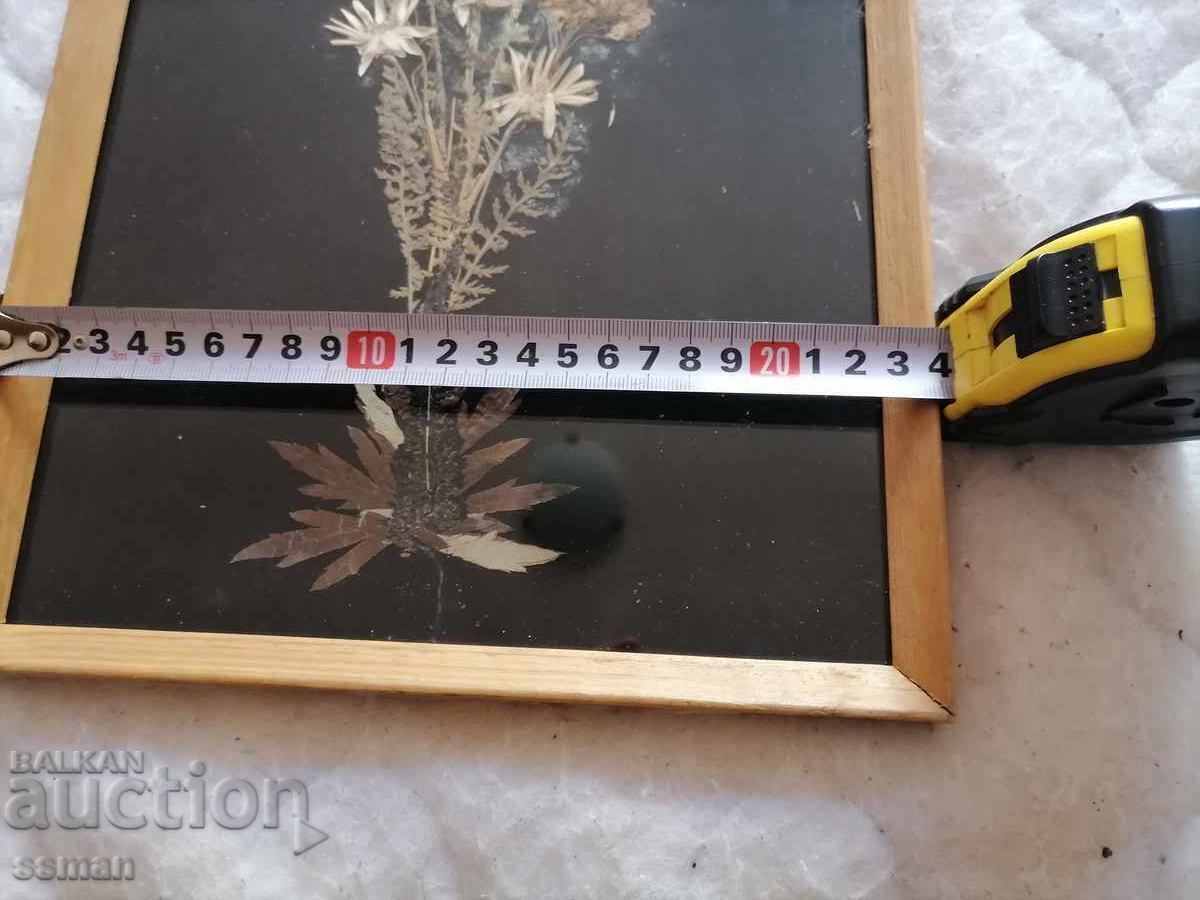 Διακοσμητικό πάνελ από αποξηραμένα λουλούδια ΣΟΣ - 5