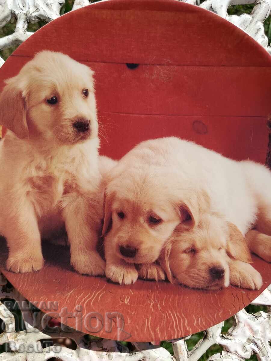 2 τμχ διακοσμητικά πορσελάνινα πιάτα με σκυλάκια με τιμή 50.00 BGN | € 25.56 2 τμχ διακοσμητικά πορσελάνινα πιάτα με σκυλάκια με τιμή 50.00 BGN | € 25.56