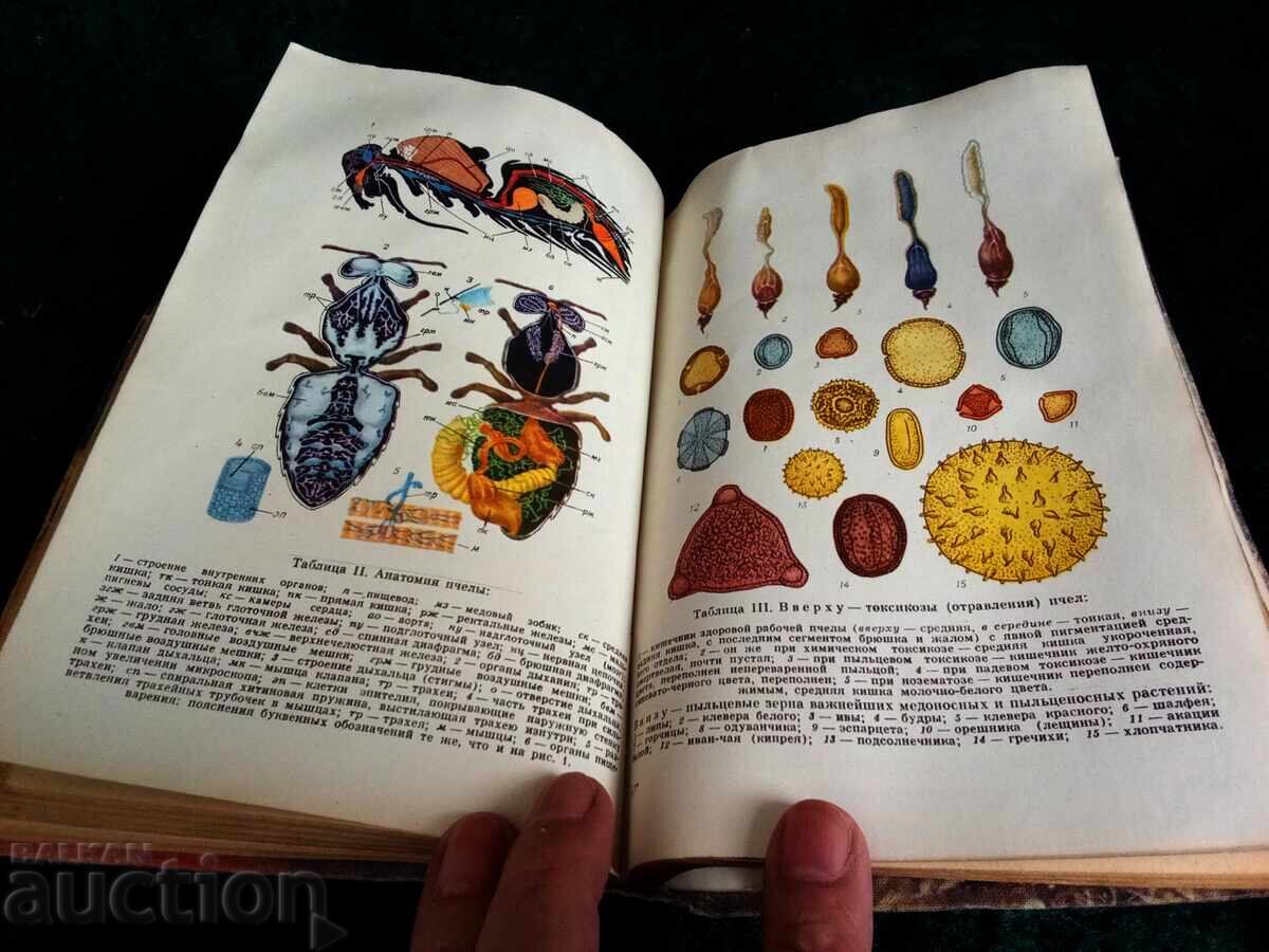 G.A. AVRMISA BEEKEEPING