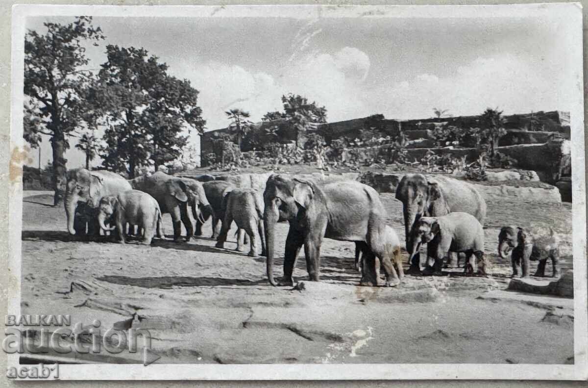 Ελέφαντες Ζωολογικός Κήπος Καρλ Χάγκενμπεκ, Αμβούργο