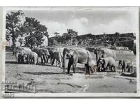 Ελέφαντες Ζωολογικός Κήπος Καρλ Χάγκενμπεκ, Αμβούργο