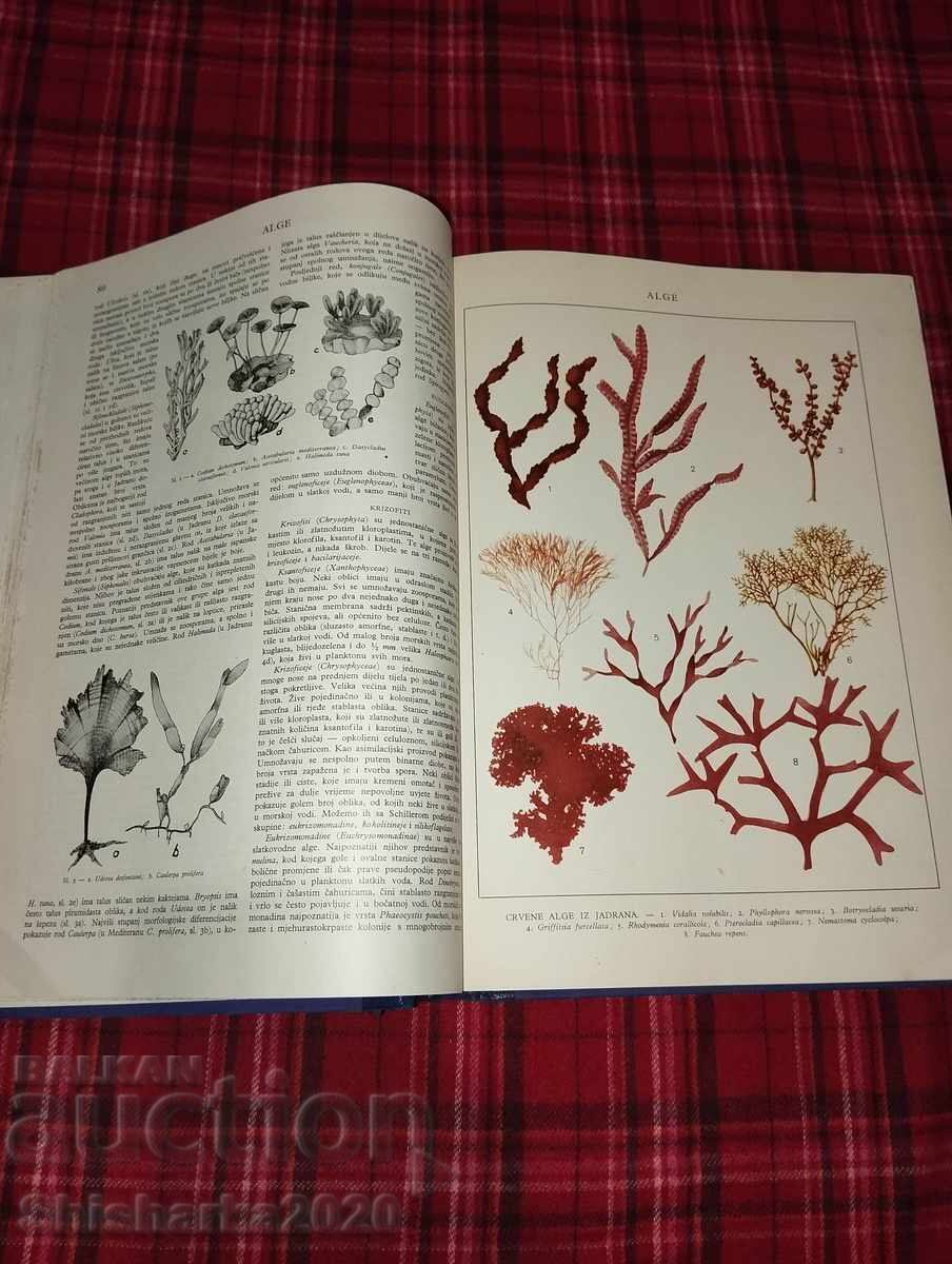 Khŭrvat·ska entsiklopediya - 5 Khŭrvat·ska entsiklopediya - 5